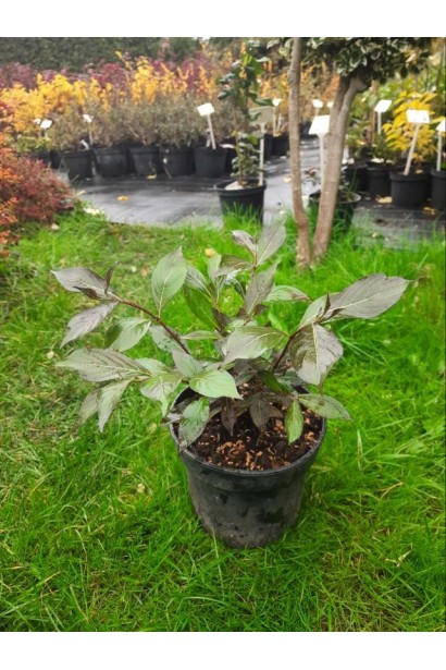 Вейгела квітуча Олександра - 0,5-3л/вис.15-20см/Ø10-15см